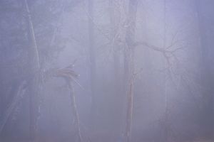 Blue Mtn Journal-Gander in the Fog